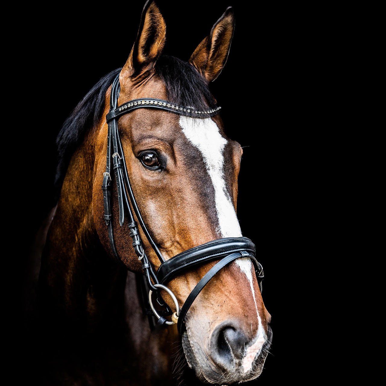 horse 4331181 1280